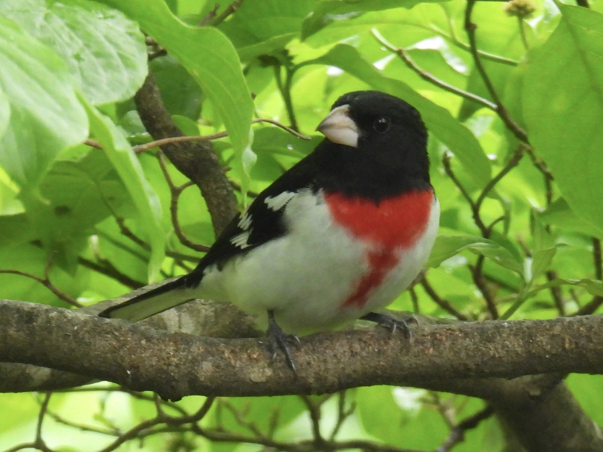 Rose-breasted Grosbeak - ML563698481