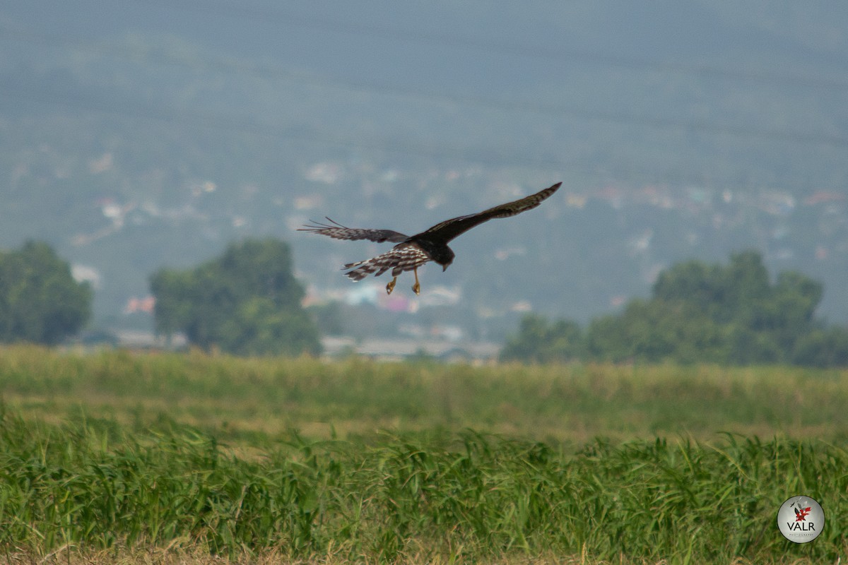 Long-winged Harrier - ML56369921