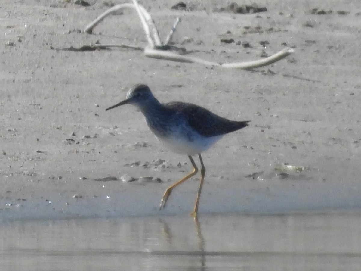 Lesser Yellowlegs - ML563700081