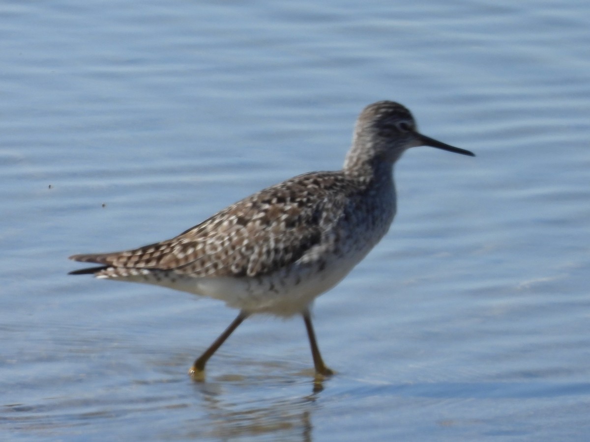 Lesser Yellowlegs - ML563700091