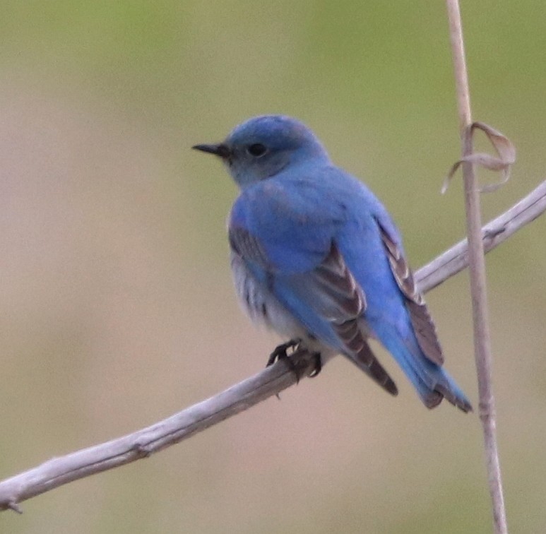 Mountain Bluebird - ML563700161