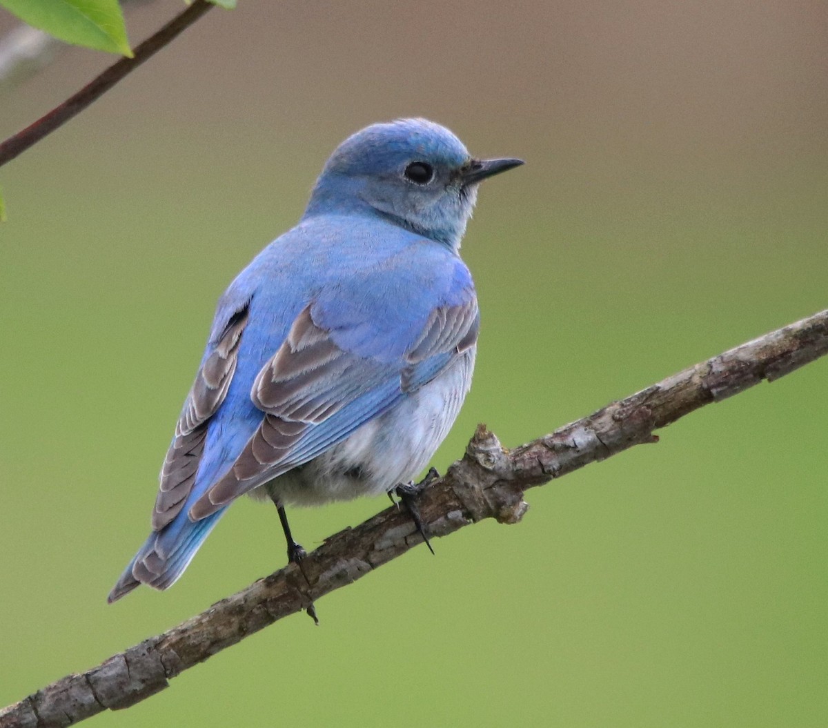 Mountain Bluebird - ML563700201