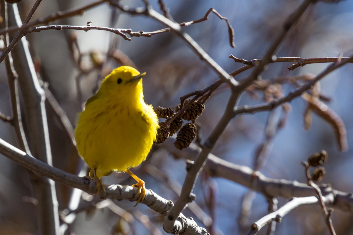 Yellow Warbler - Roger Kohn
