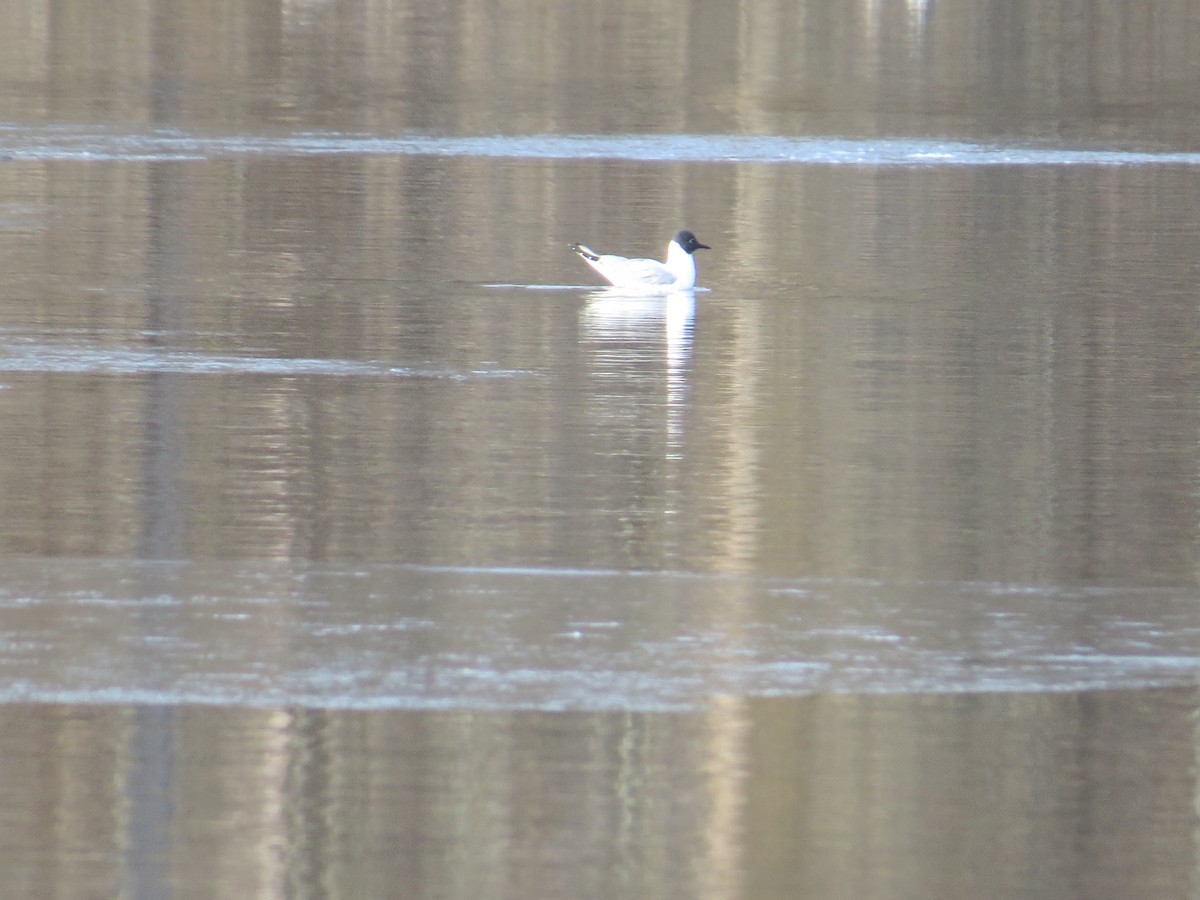 Bonaparte's Gull - ML563703021