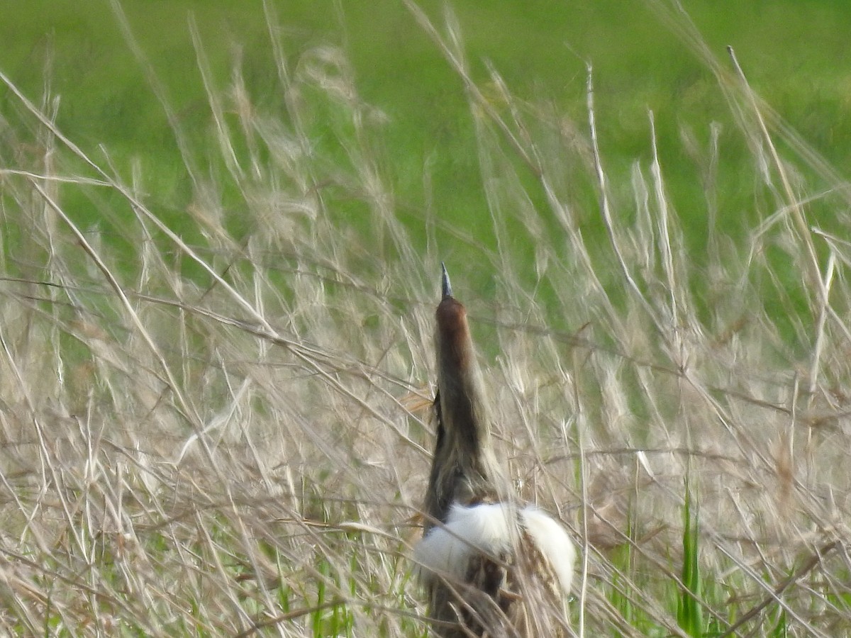 American Bittern - Pauline Sterin