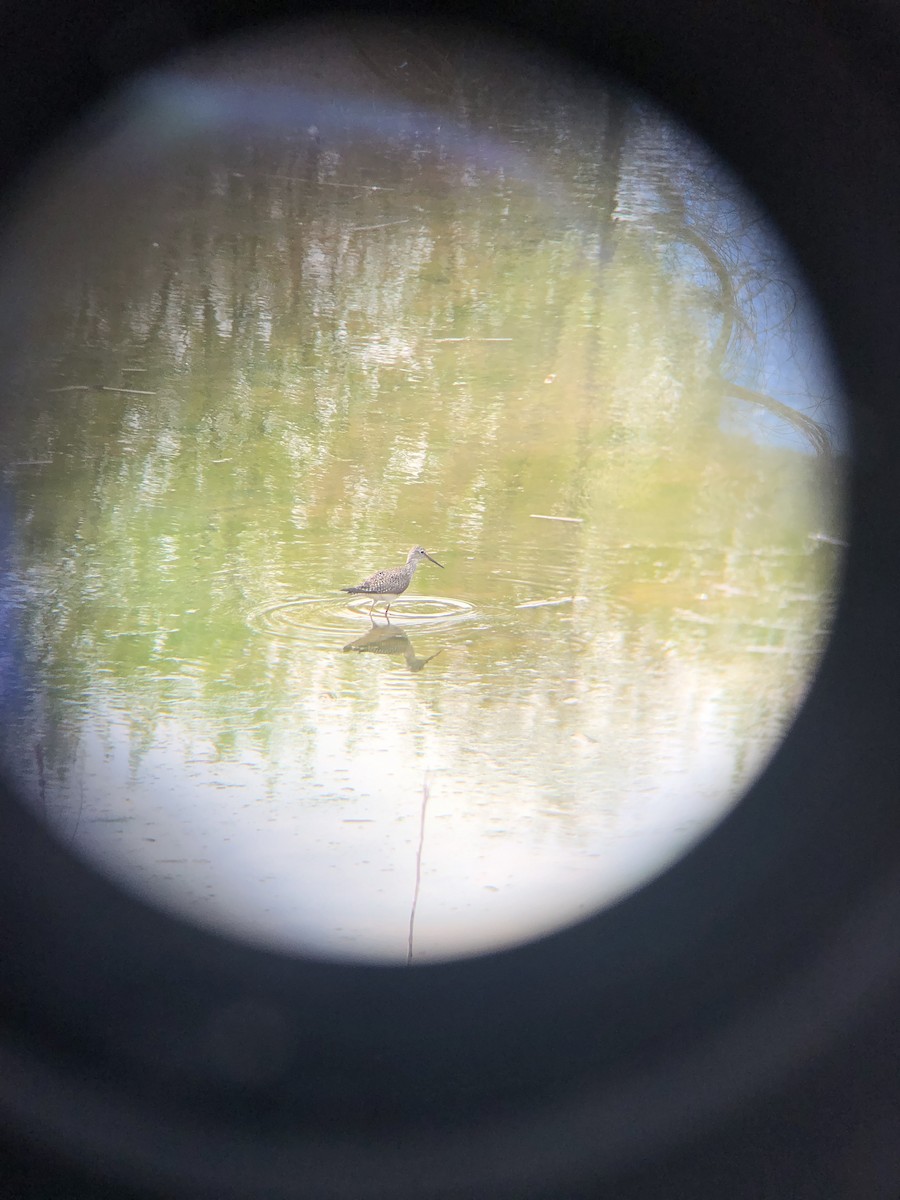 Solitary Sandpiper - ML563703521