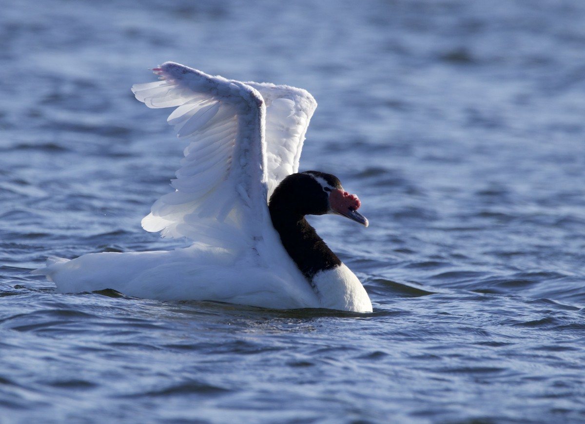 Cisne Cuellinegro - ML563703591