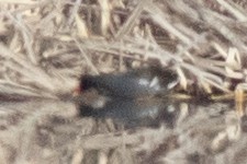 Common Gallinule - ML563703771