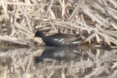 Common Gallinule - ML563703781