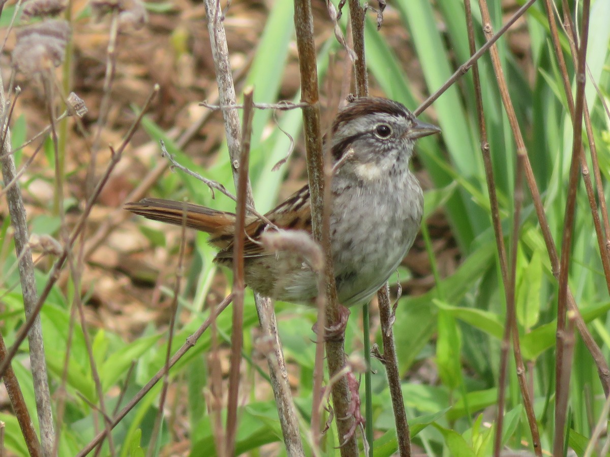 Swamp Sparrow - ML563704411