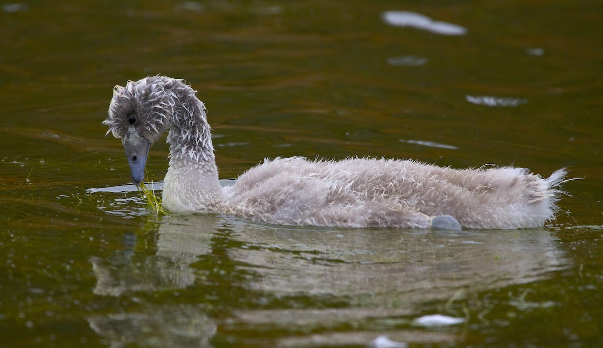 Black-necked Swan - ML563704431