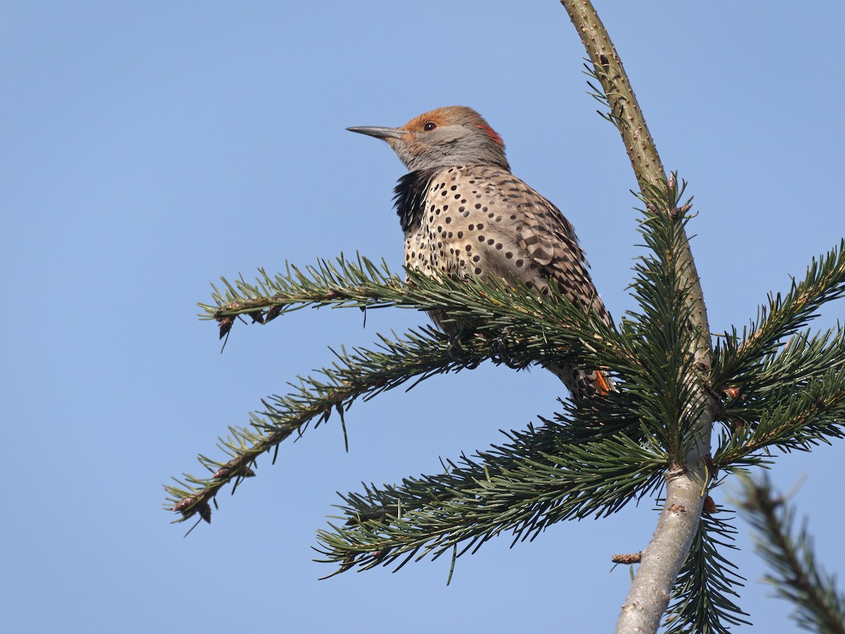 Northern Flicker (Yellow-shafted x Red-shafted) - ML563705671