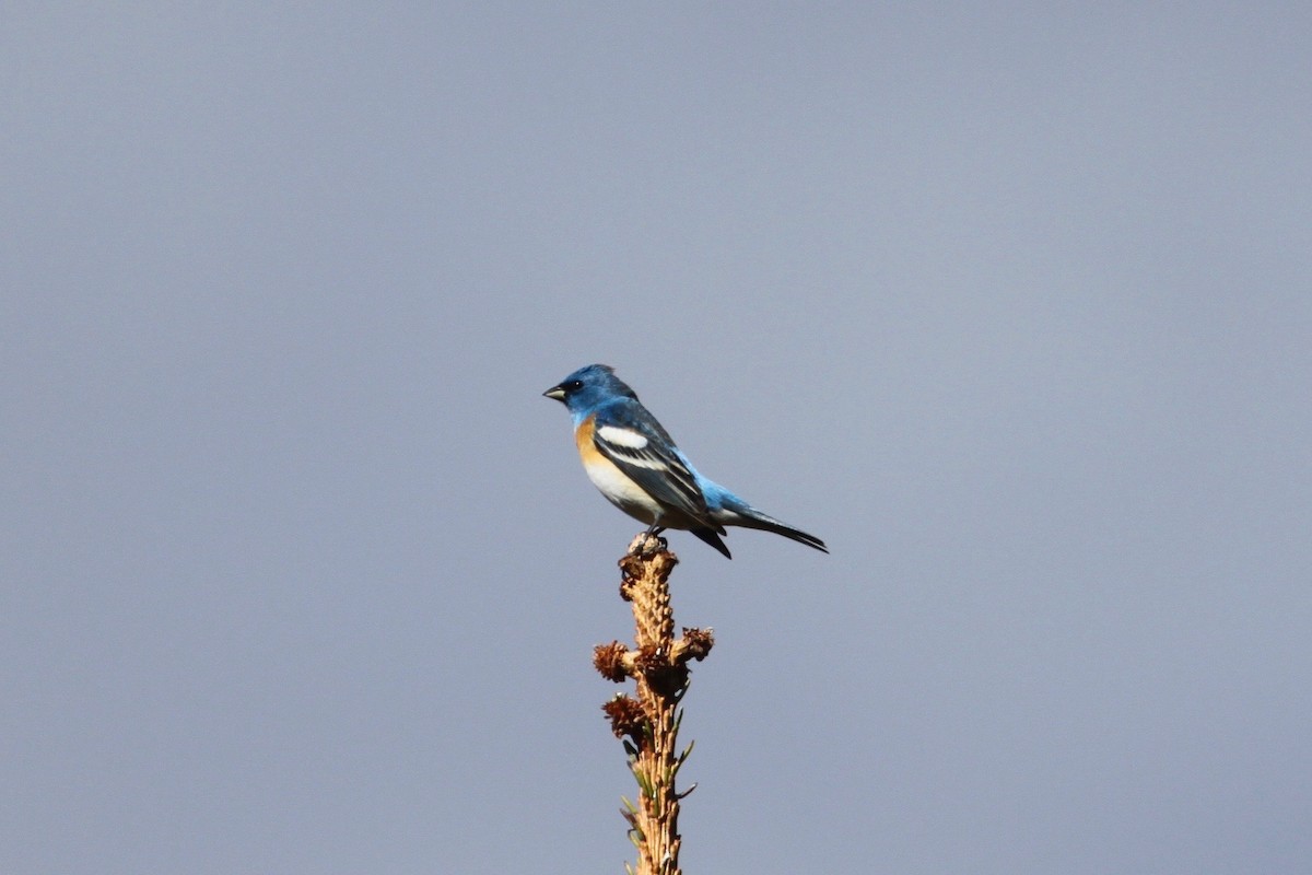 Lazuli Bunting - ML56370661