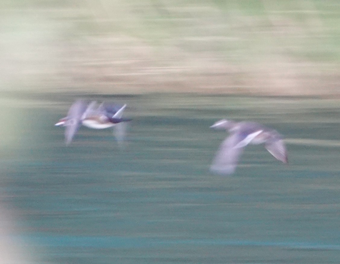 Wood Duck - ML563706821