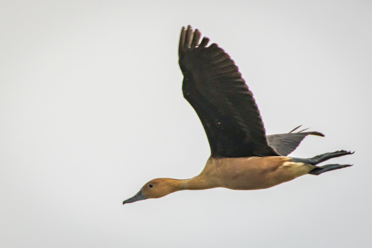 Fulvous Whistling-Duck - ML563707451