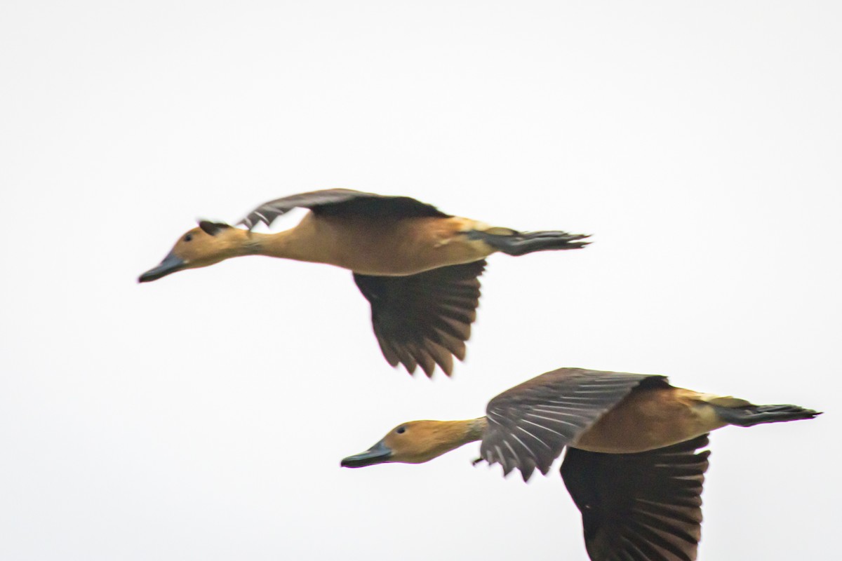Fulvous Whistling-Duck - ML563707461