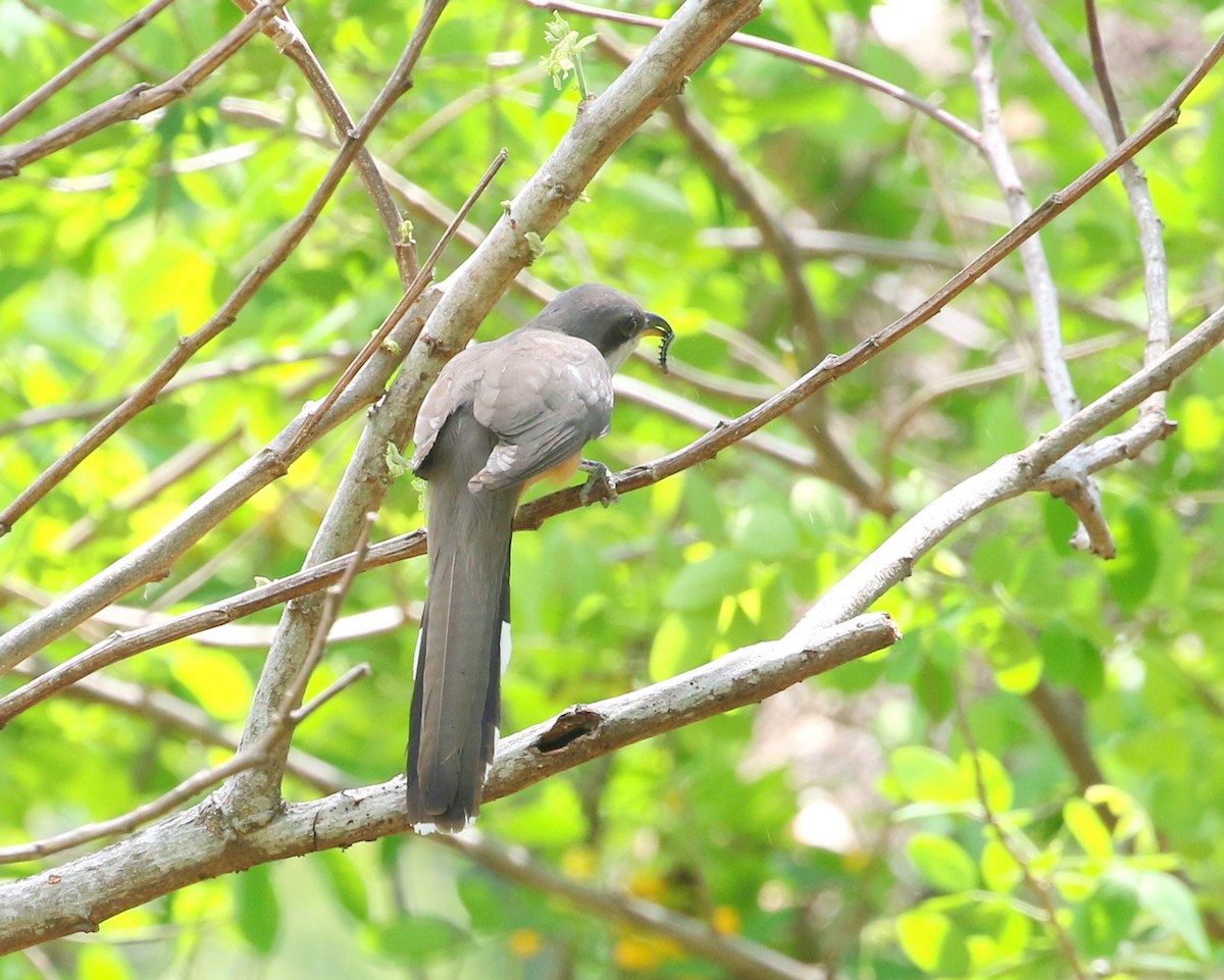 Mangrove Cuckoo - ML563707561