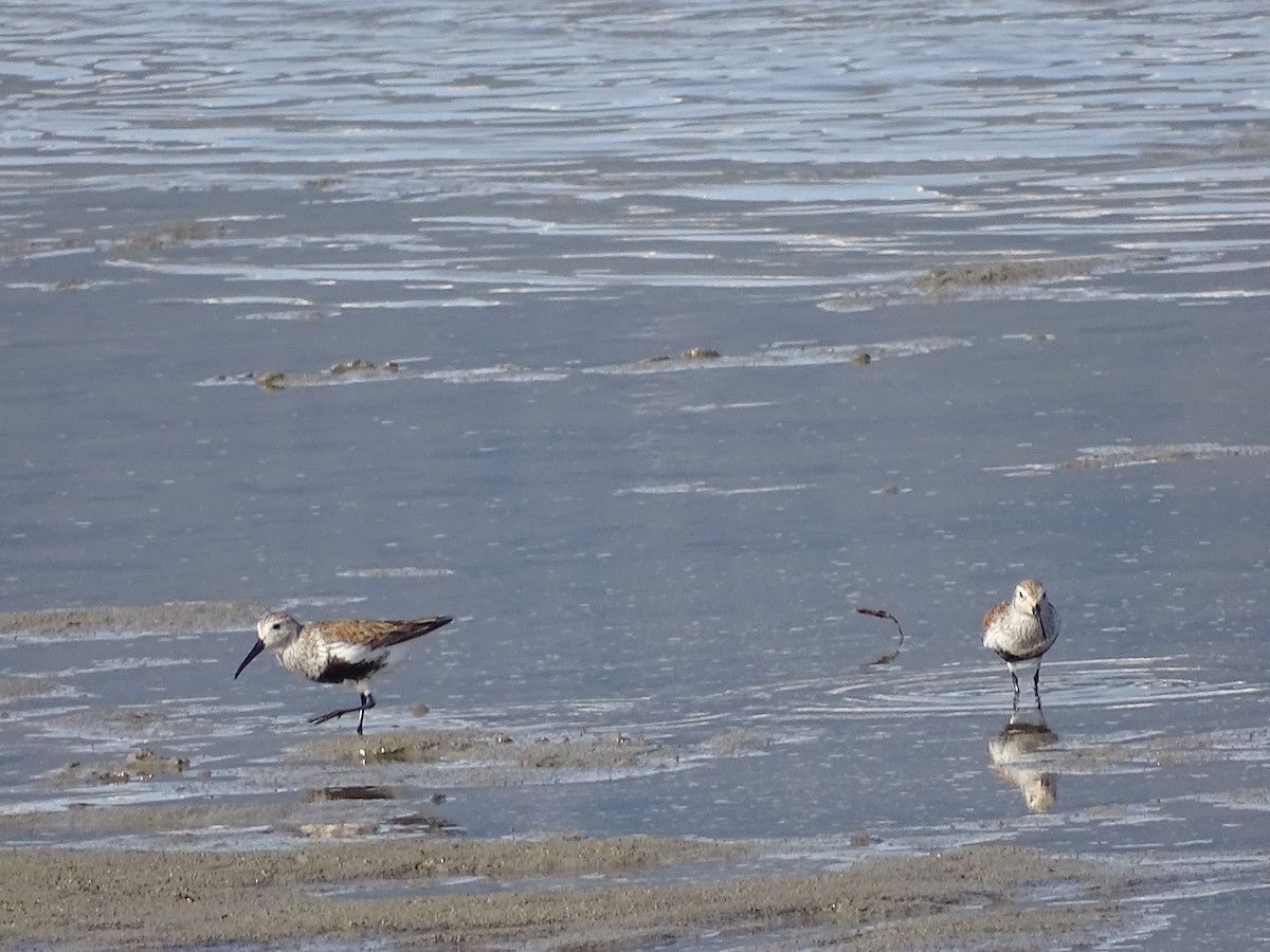 Dunlin - ML563707881