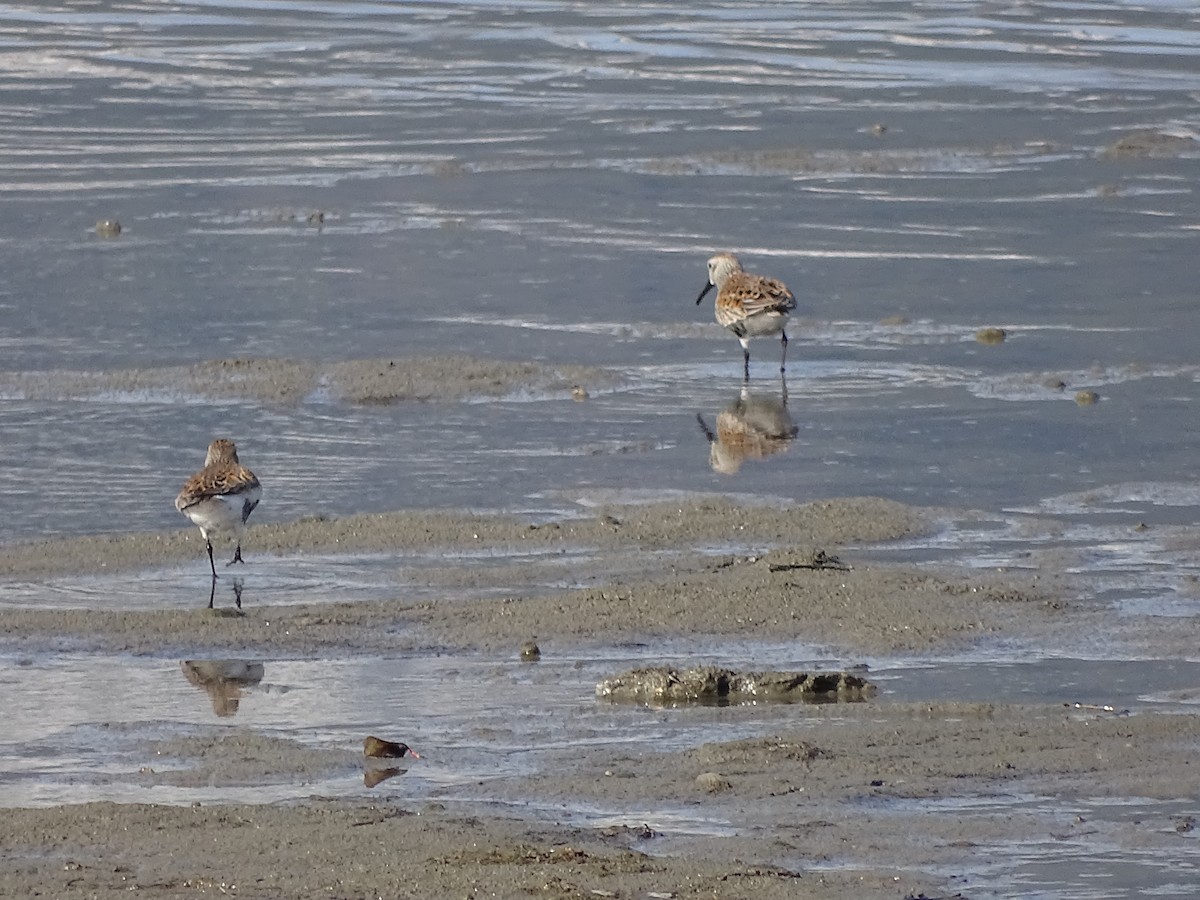 Dunlin - ML563707901