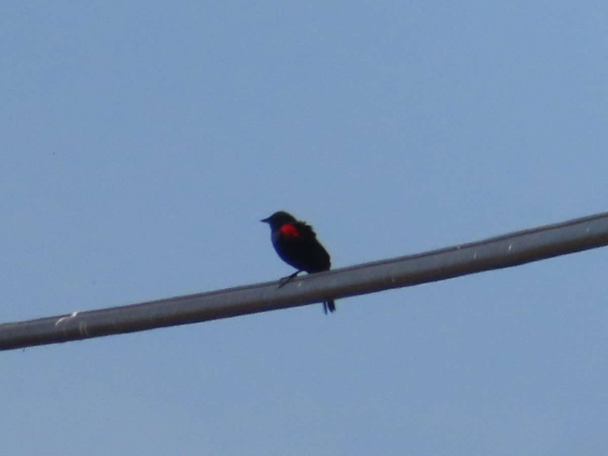 Red-winged Blackbird - ML563707991