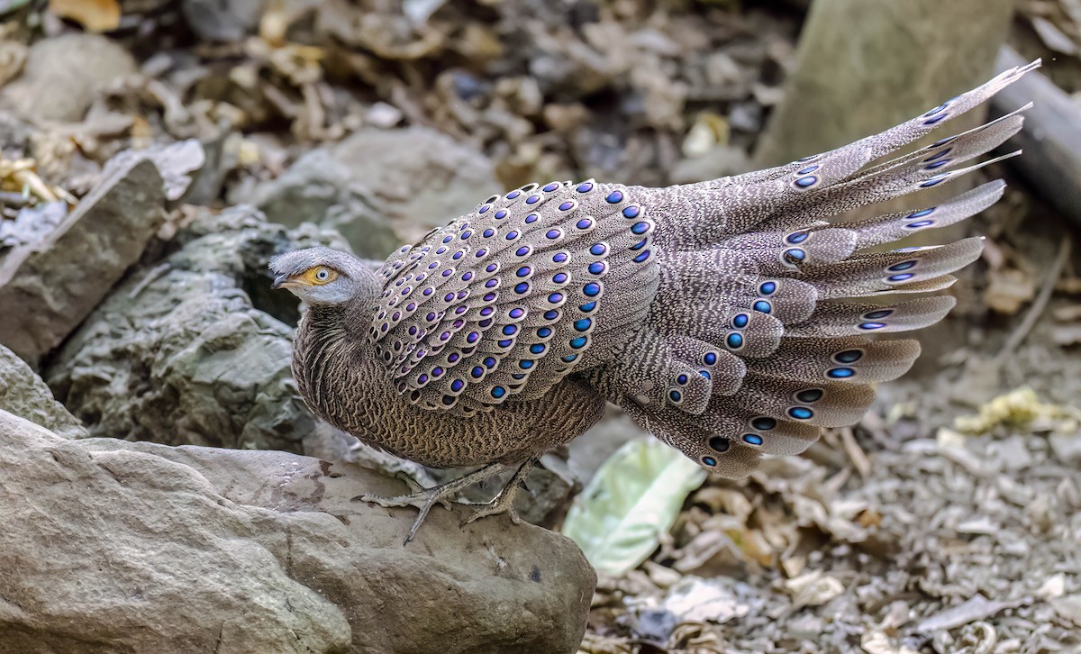 Gray Peacock-Pheasant - ML563708071