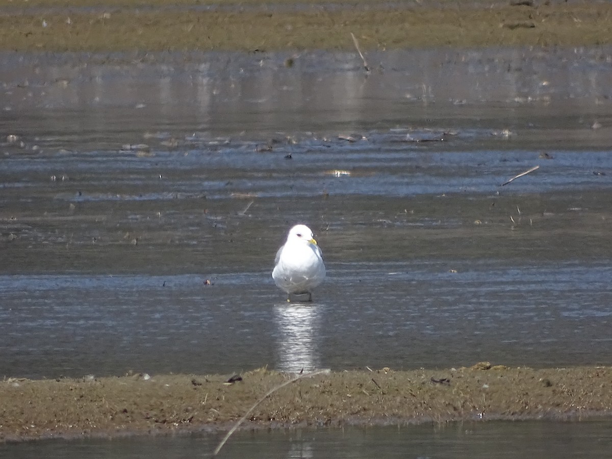 Short-billed Gull - ML563708451