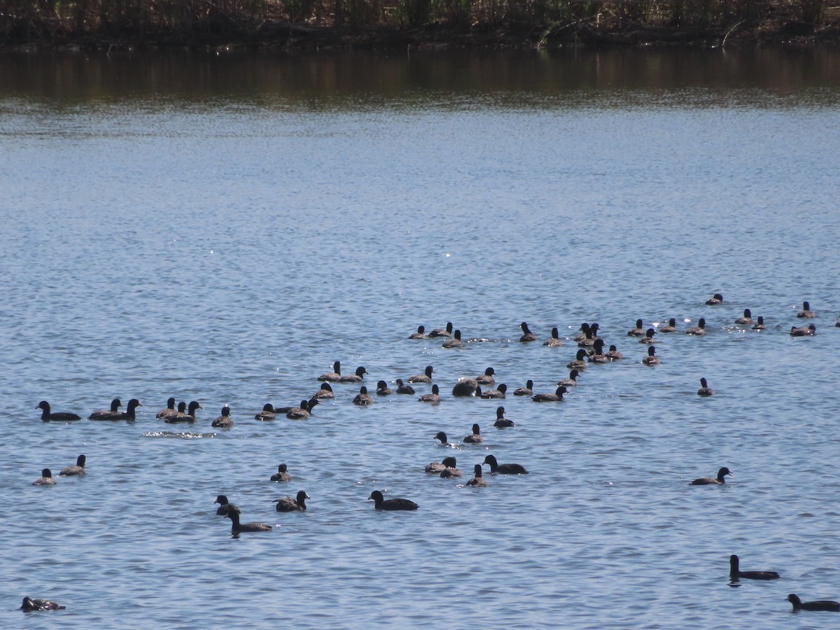 American Coot - ML563709391