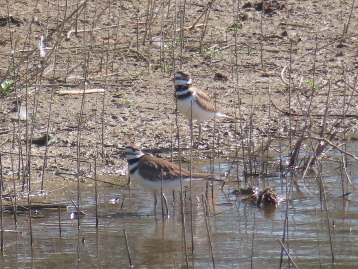 Killdeer - ML563709981