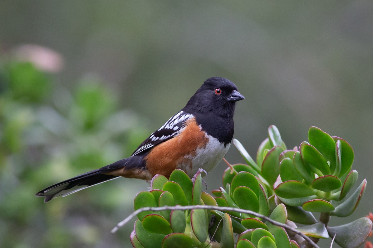 Spotted Towhee - ML563710831