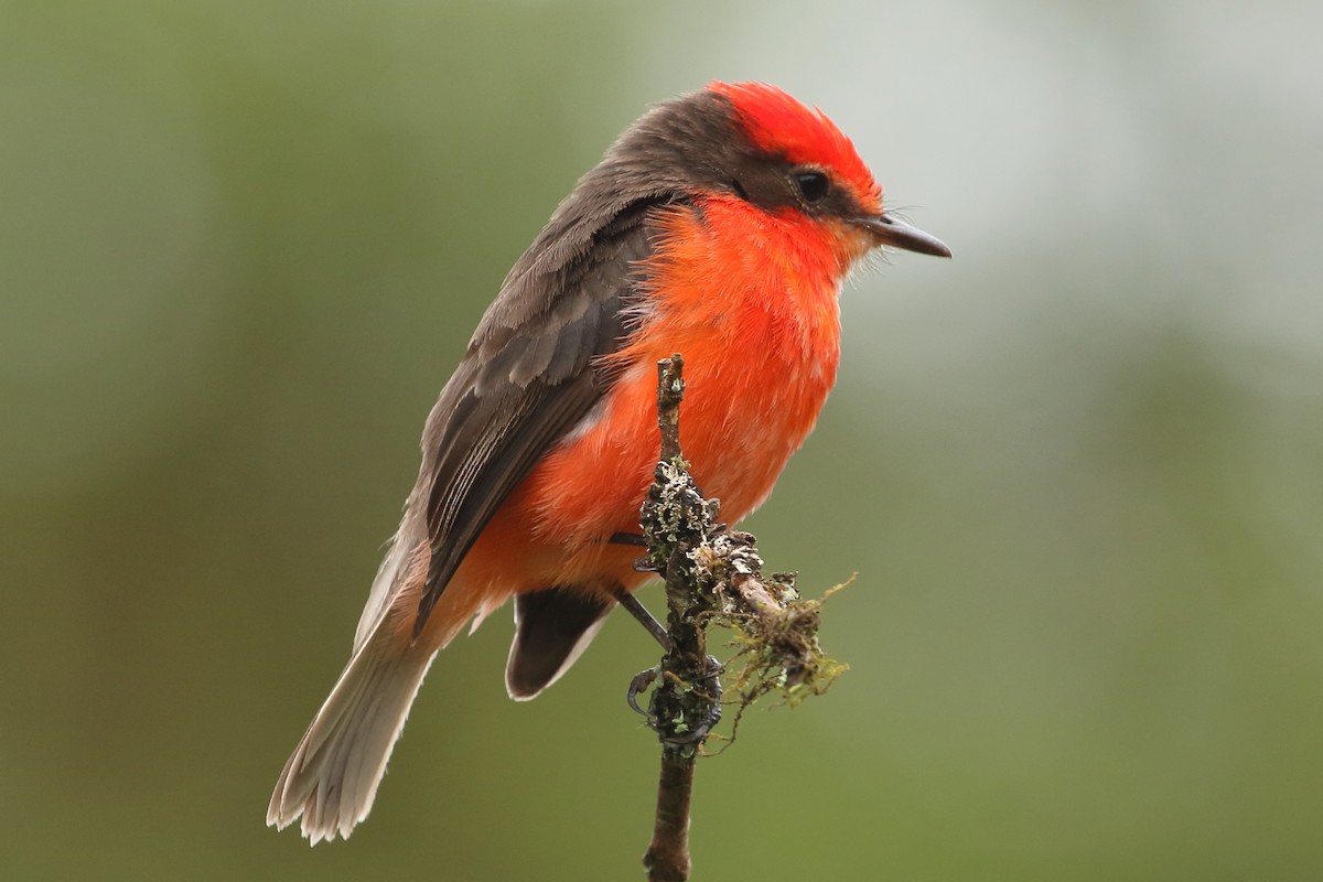 Brujo Flycatcher - ML563710871