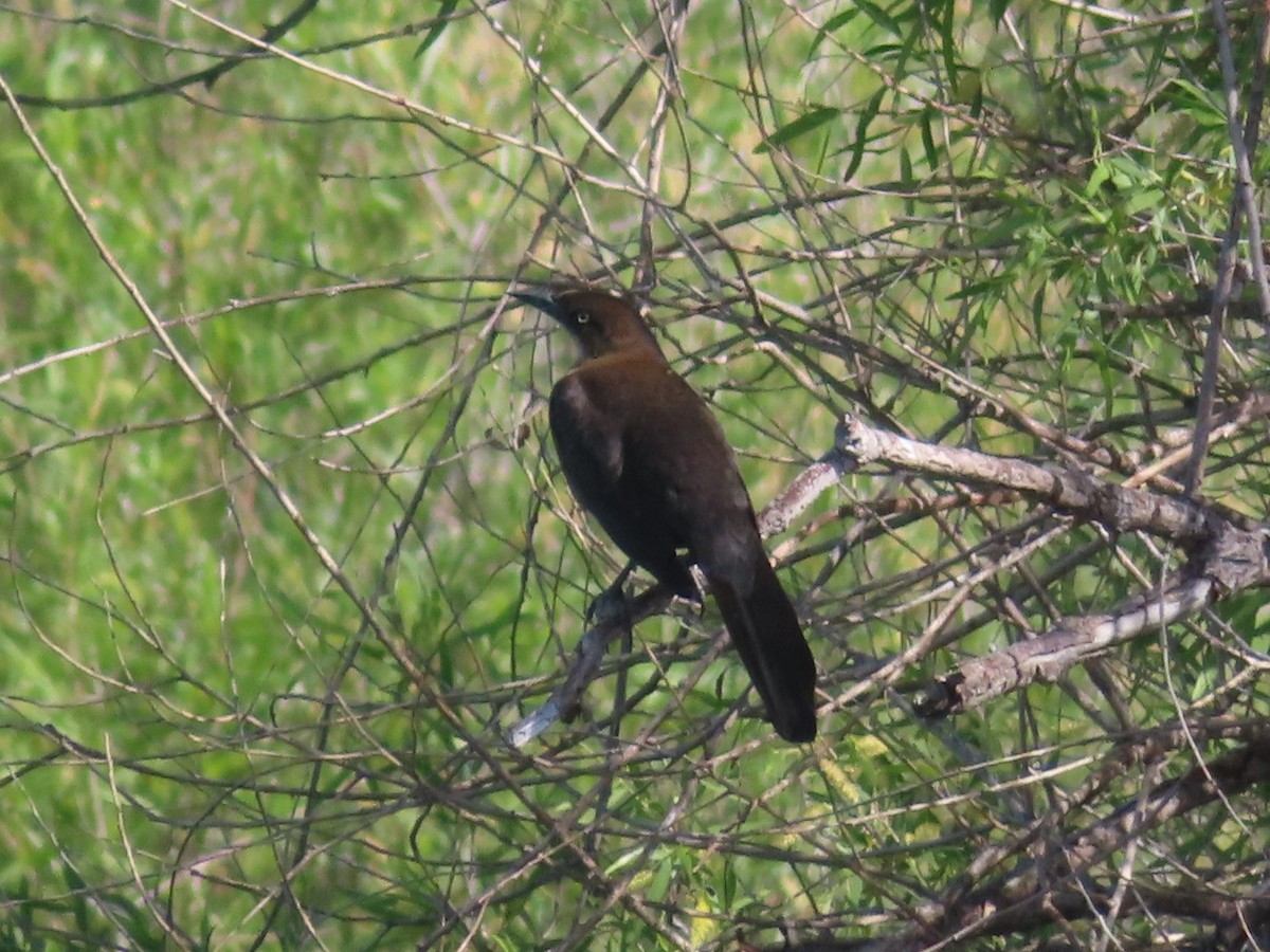 Great-tailed Grackle - ML563711701