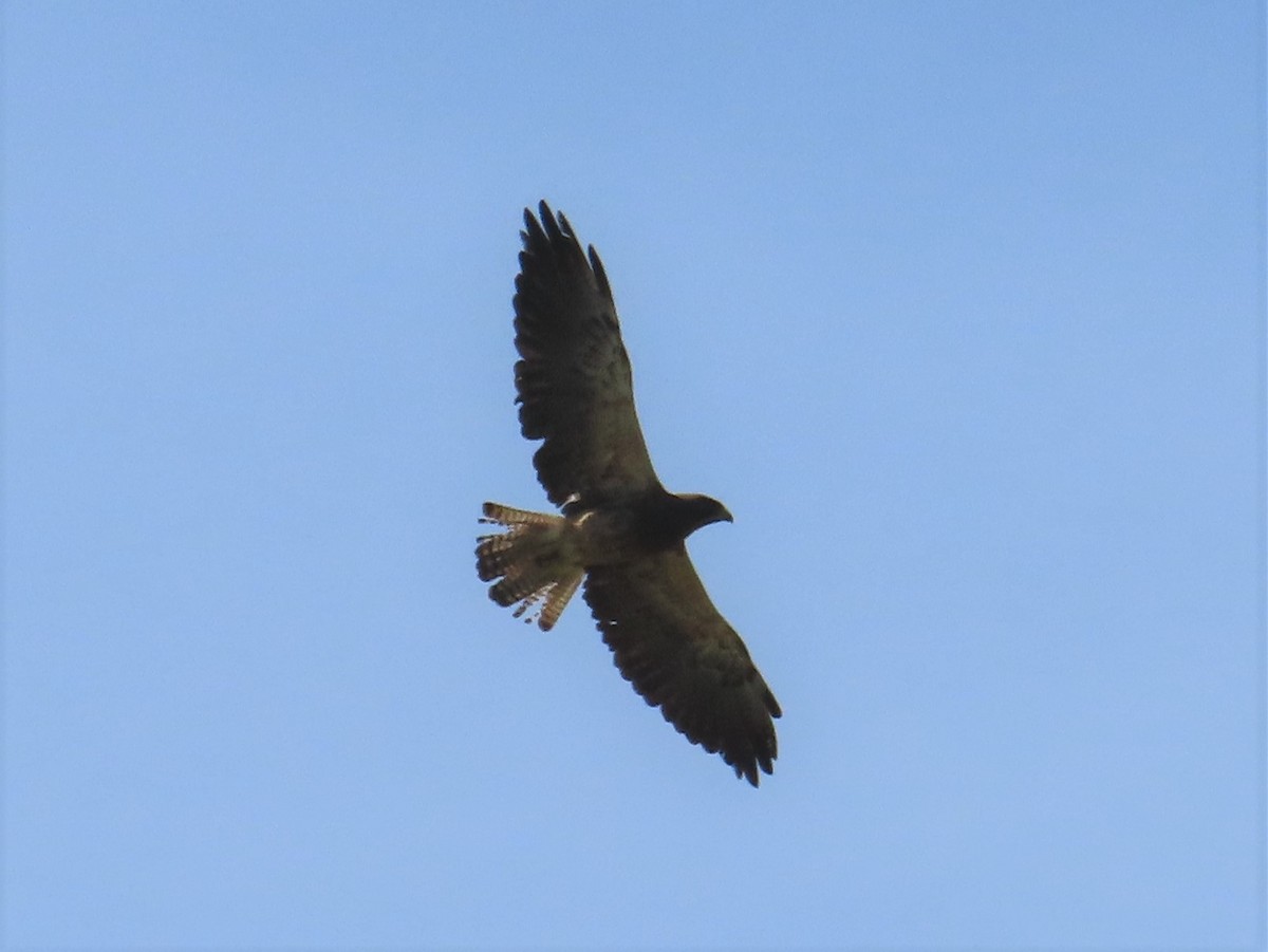 Swainson's Hawk - ML563713641