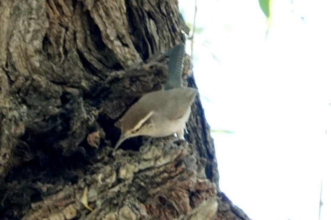 Bewick's Wren - ML563714471