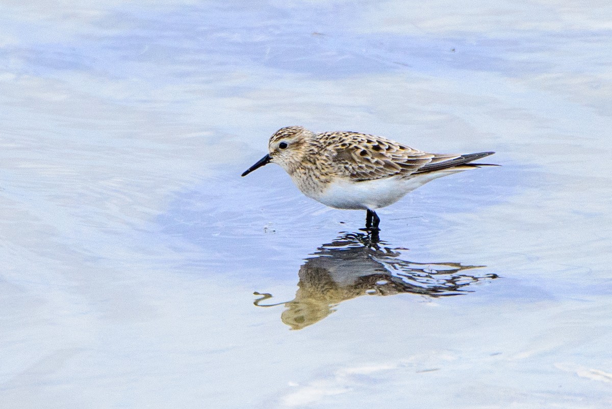 Baird's Sandpiper - Vicki St Germaine