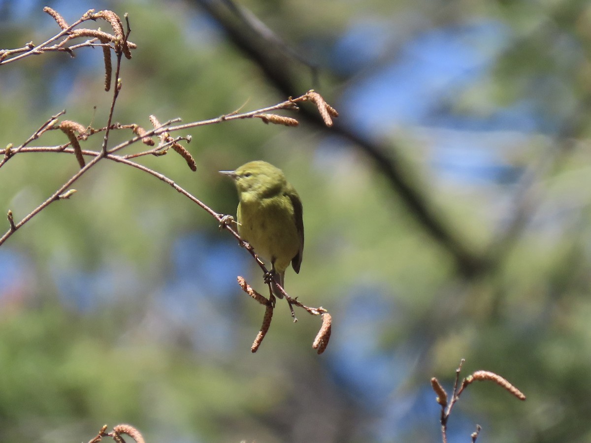 Orange-crowned Warbler - Paul/Bonnie Dickman