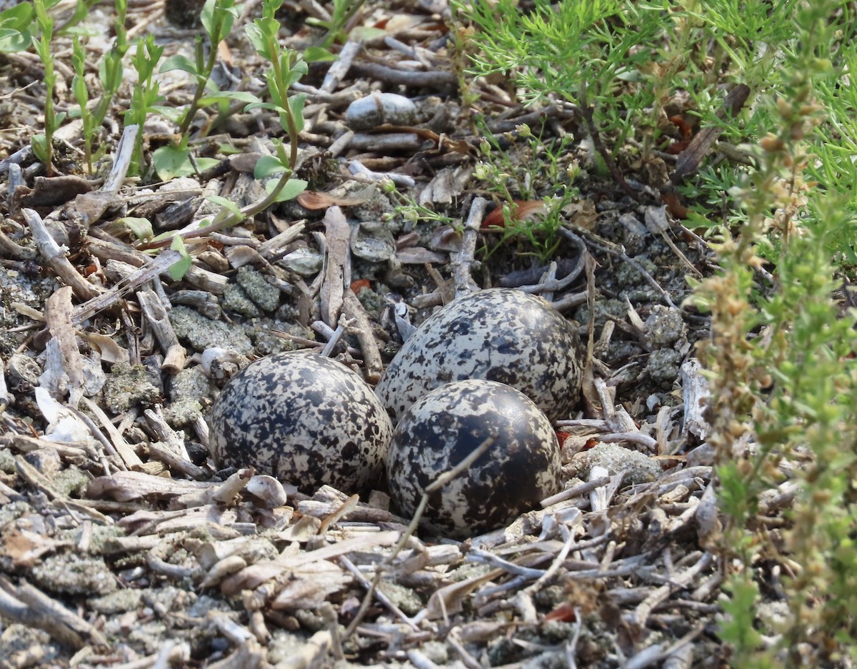 Killdeer - ML563718231