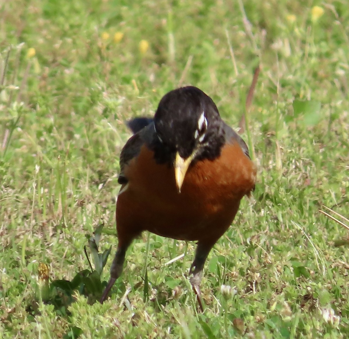 American Robin - ML563718951