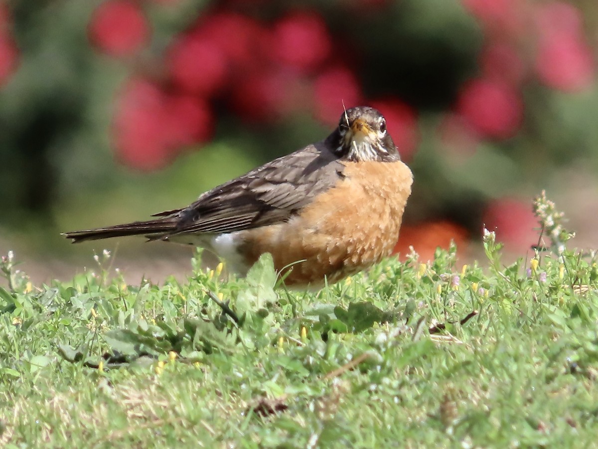 American Robin - ML563718971