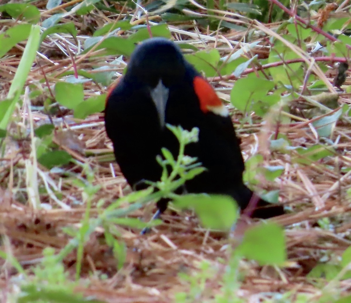 Red-winged Blackbird - Lawrence Zoller