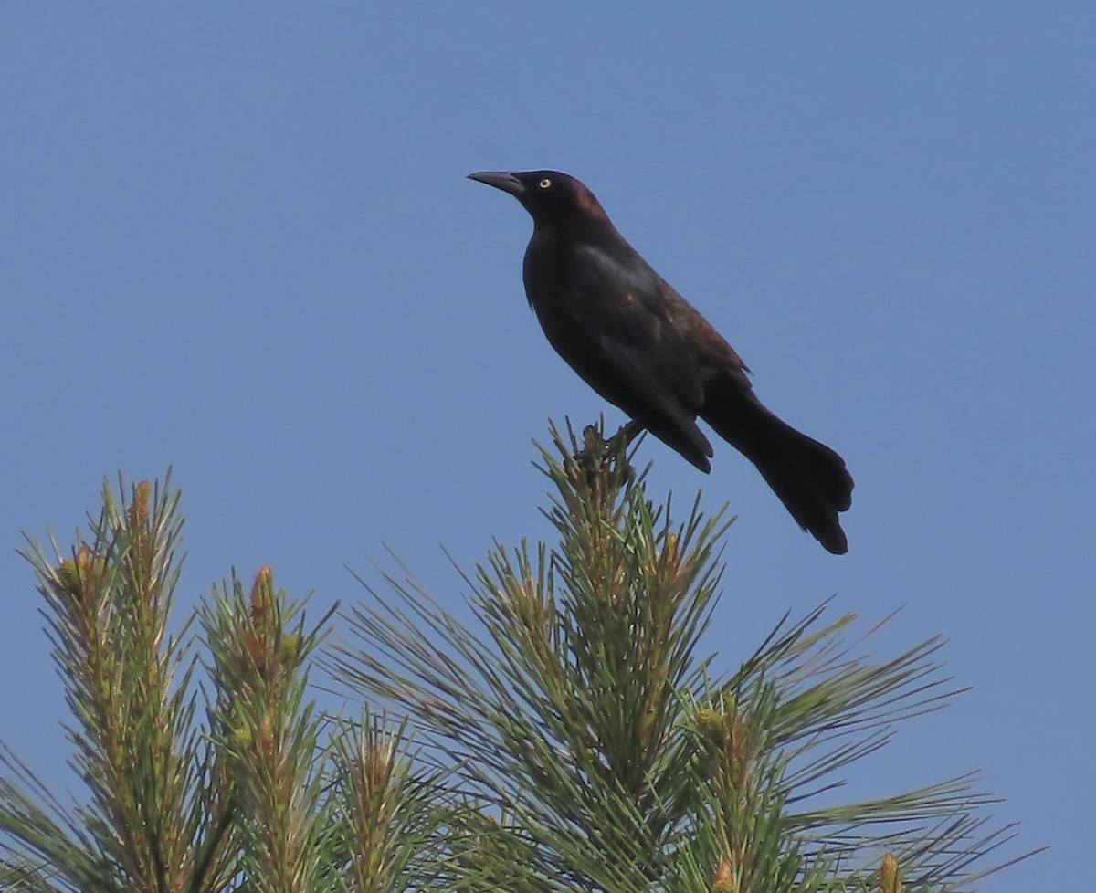 Common Grackle - ML563719861