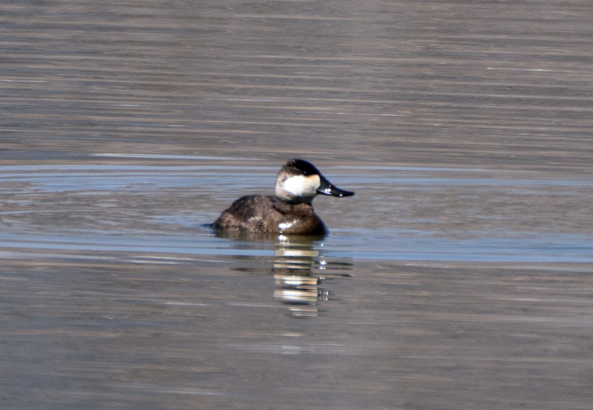 Ruddy Duck - ML563720051