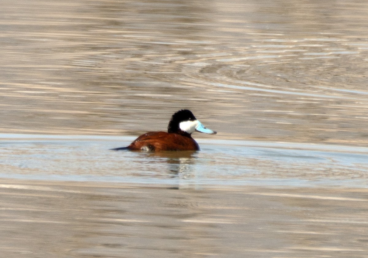 Ruddy Duck - ML563720071