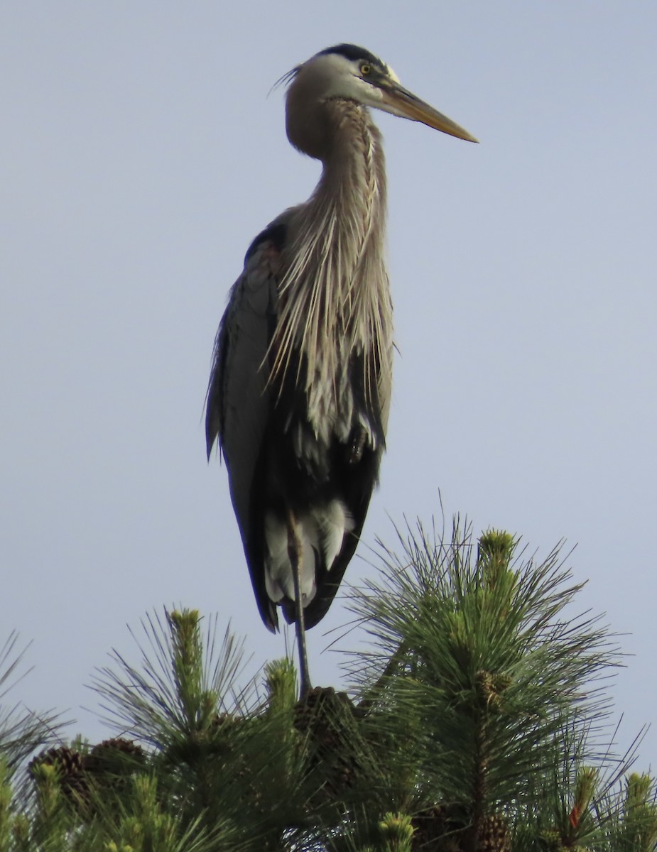 Great Blue Heron - ML563720391