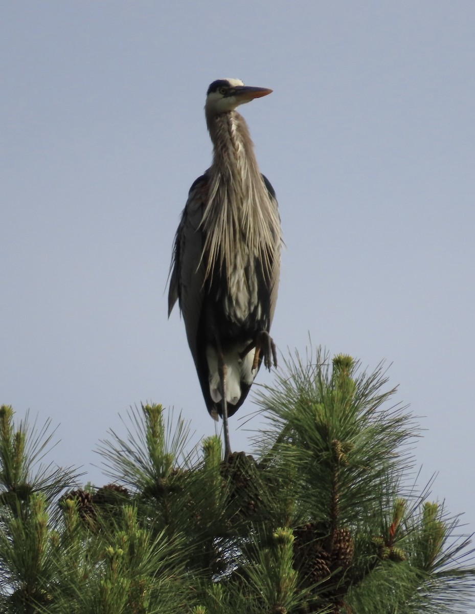 Great Blue Heron - ML563720401