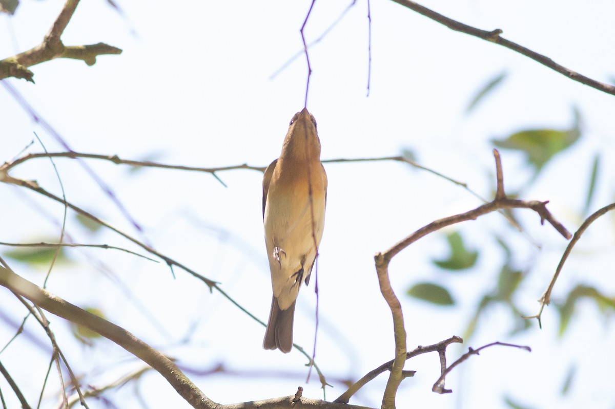 Lazuli Bunting - ML563721011