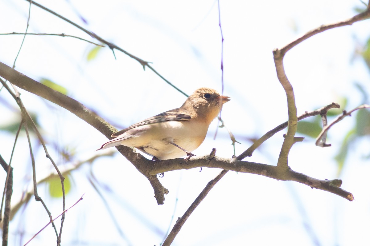 Lazuli Bunting - ML563721021