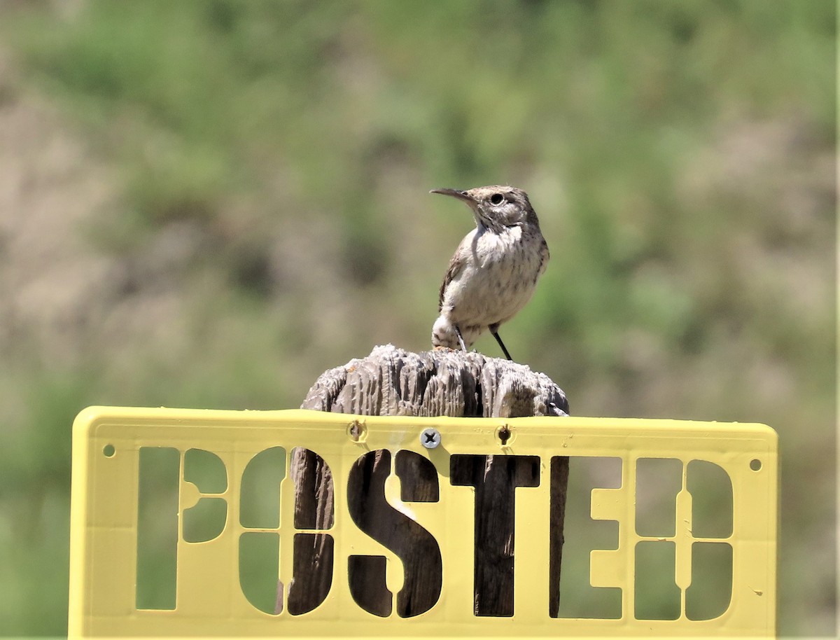 Rock Wren - Robin Wolcott