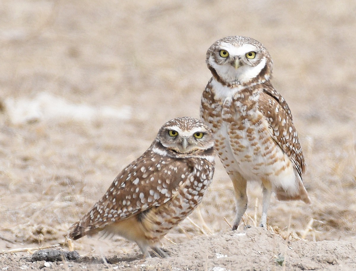 Burrowing Owl - ML563722031