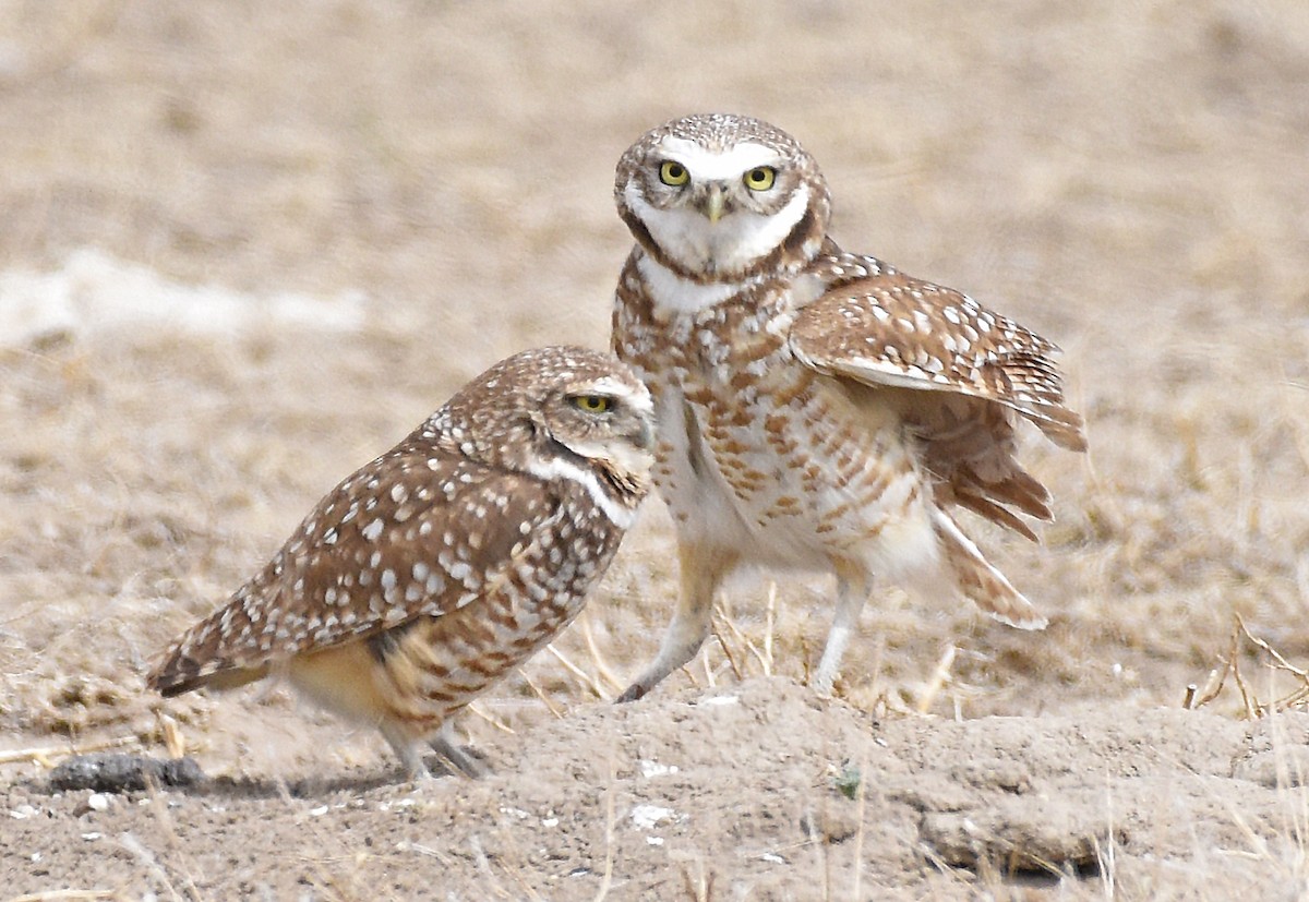 Burrowing Owl - Steven Mlodinow