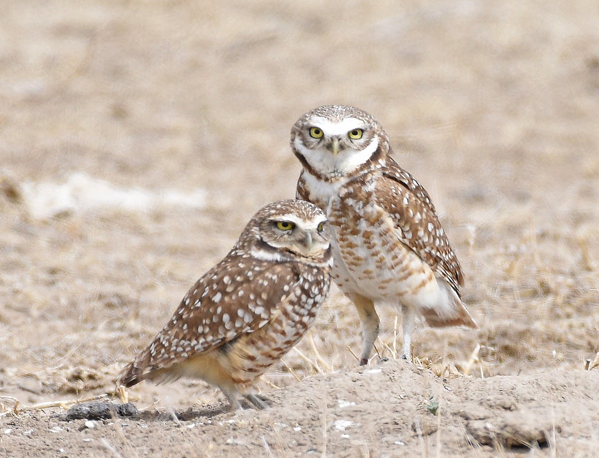 Burrowing Owl - Steven Mlodinow